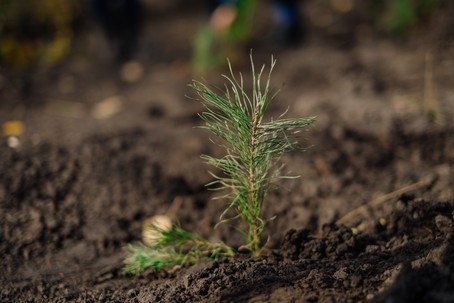 Sibanthracite Plants 800,000 Trees in Siberia in 2024