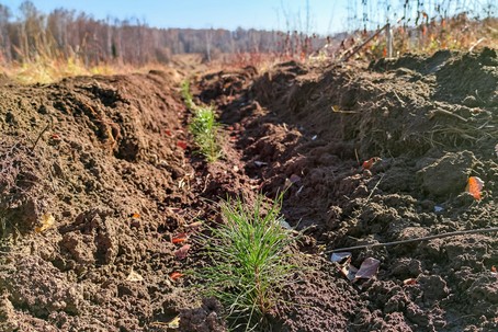 «Сибантрацит» восстанавливает сибирские леса